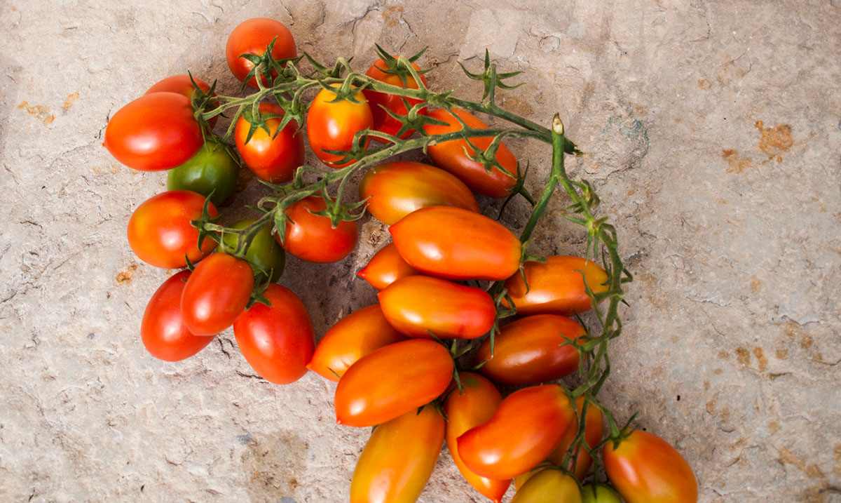 pomodorini per la feta in padella