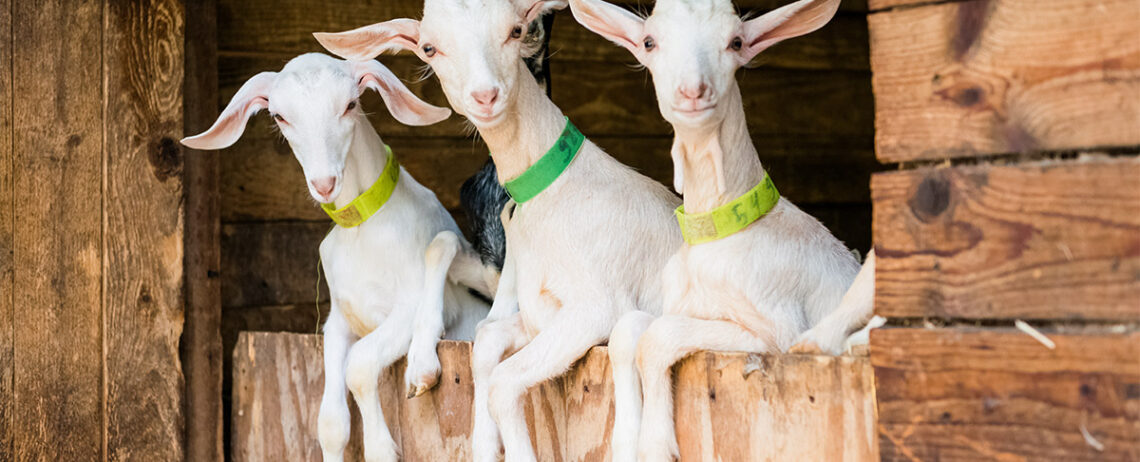 Formaggio di capra e colesterolo: quanto ne contiene?