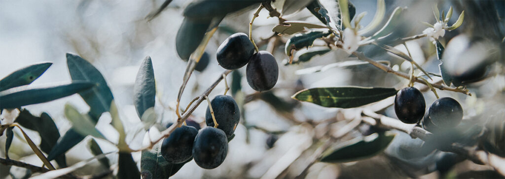 olive nere ulivo