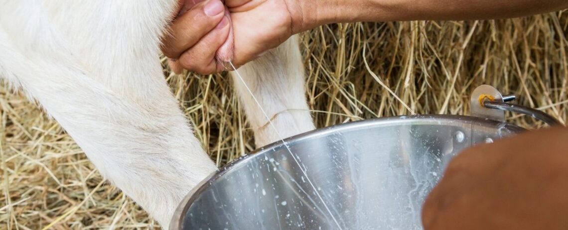 Latte di capra: proprietà, benefici e altre caratteristiche da sapere